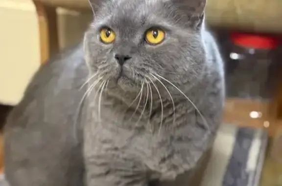 Кошки потеряшки, Казённая Заимка, фото: Потеряшка кошка, Арбатская ул., Казённая Заимка