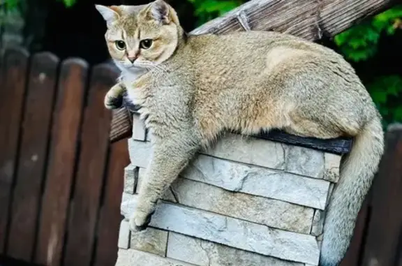 Кошки потеряшки, Самарская область, фото: Потеряшка кошка, г.о. Тольятти, Самарская обл.