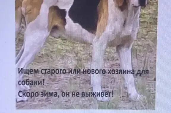 Найдена собака, Сосно, фото: Собака найдена: Сосно, Псковская обл.