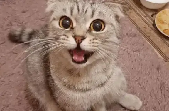 Найдена кошка, Краснодарская ул. 8, Крск