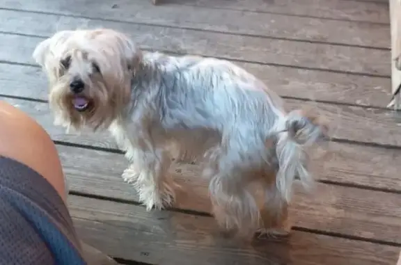 Собаки потеряшки, Ярославская область, фото: Потеряшка собака, Некрасовское, Ярославль