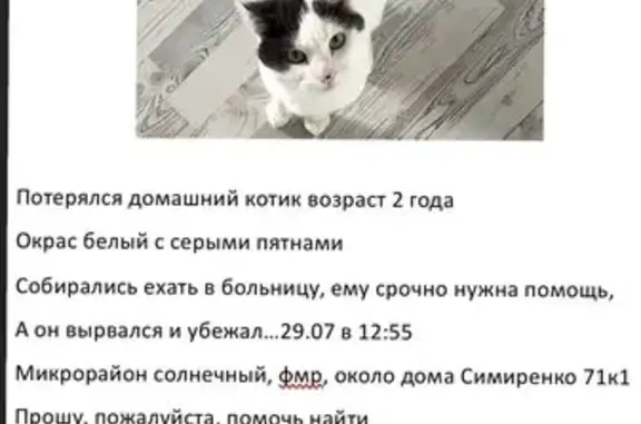 Пропала кошка, ул. Симиренко 36, Краснодар