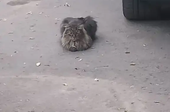 Найдена кошка, Мироновская 25, Москва