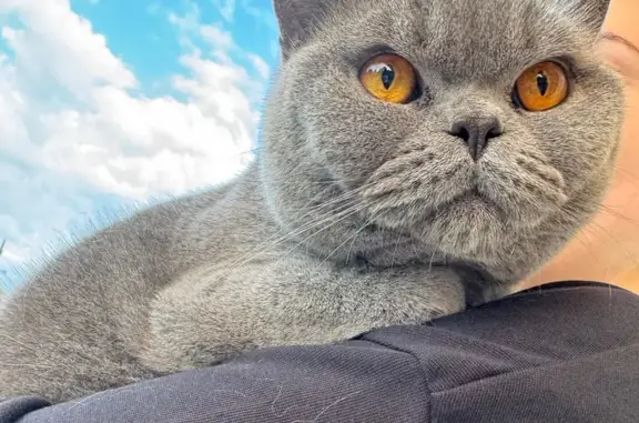 Кошки потеряшки, Кипенское, фото: Потеряшка кот Симба в Кипенском поселении