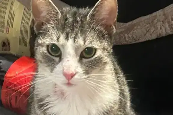 Кошка найдена: ул. Дыбенко, 25к3, СПб