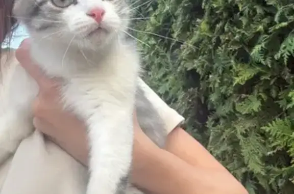 Кошка найдена: Заливная 22, Курск