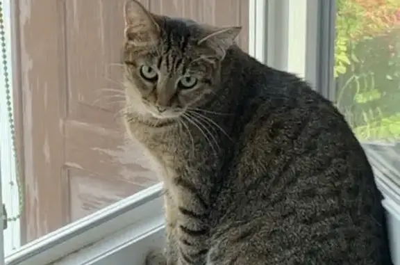 Кошки потеряшки, Приморско-Ахтарск, фото: Потеряшка кошка, ул. Энгельса, 39, Прим-Ахт.