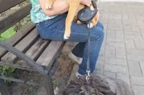 Найдена собака, Воронеж, фото: Найдена собака, Воронеж, ул. 9 Января 233/20