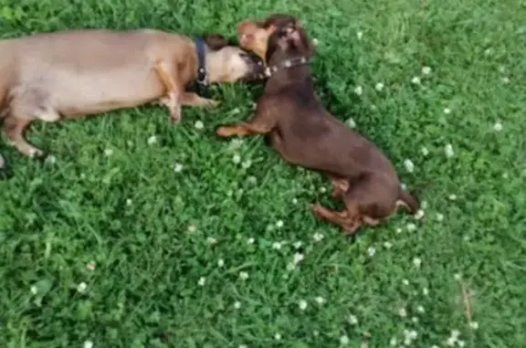 Найдена собака, , фото: Найдена собака, ул. Мира, Лопухинка