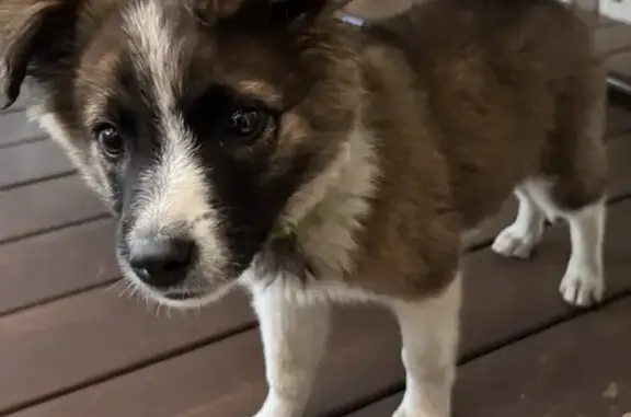 Щенок найден в поле у д. Бережки, МО