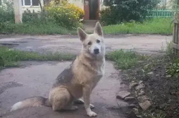 Собака найдена: ул. Чернышова, Рамонь