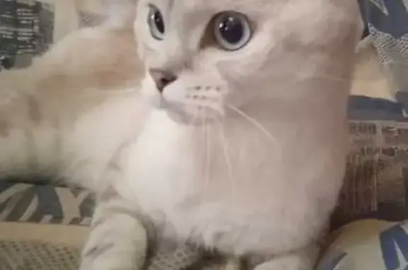 Кошка у Тракторного завода, Чебоксары