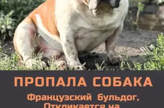 Пропала собака, Восточная ул., Дубки