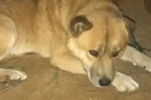 Собака найдена: пл. Ленина, Смоленск