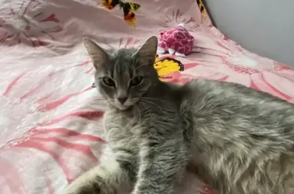 Пропала кошка на ул. Кирова, 10, Обь