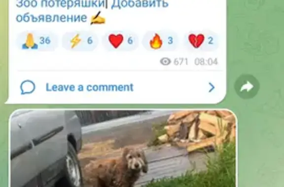 Спаниель найден: Комсомольская, Белоярский