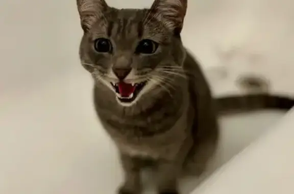 Кошка найдена: ул. Петрова, 45, Ижевск