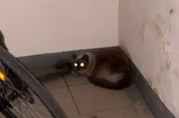 Кошка найдена, ул. Каховка, 13 к4, Москва