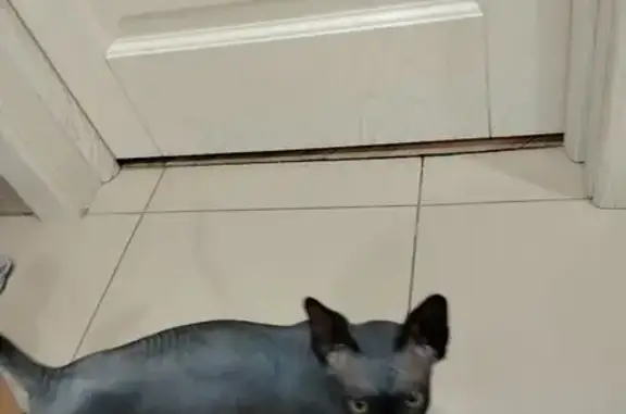 Кошка найдена на Цветной, 9, Тамбов