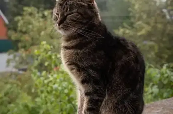 Кошки потеряшки, Дубки, фото: Потеряшка кошка, Комсомольская ул. 55, Дубки