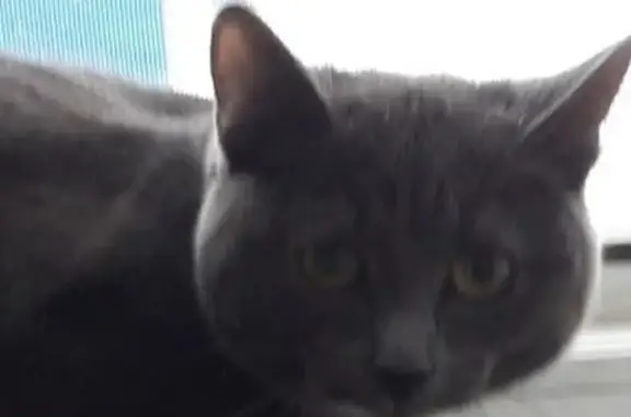 Кошки потеряшки, Курган, фото: Потеряшка кошка в Кургане, 5 мкр, д.3