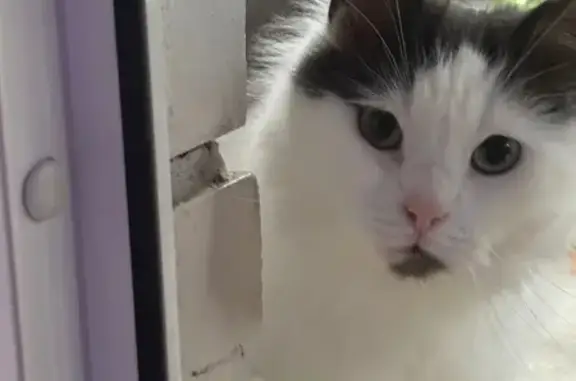 Кошки потеряшки, Ломоносов, фото: Потеряшка кошка на Профсоюзной, 27, Ломоносов