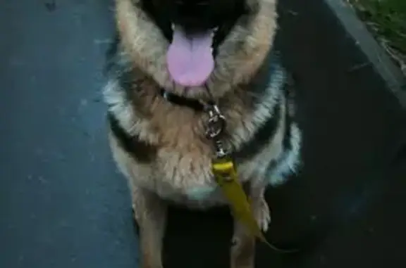 Найдена собака, Набережные Челны, фото: Собака найдена: пр. Яшьлек, Наб. Челны