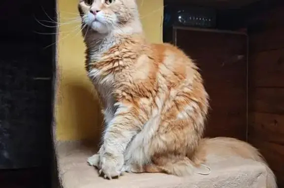 Потерянные животные Ярославская область, фото: Пропал мейн кун, СНТ КОРОВИНО, Антоновка