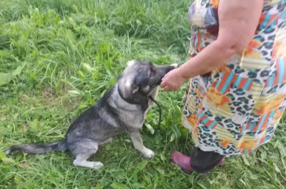 Найдена собака, , фото: Найдена собака, Малые Дорки — Новая