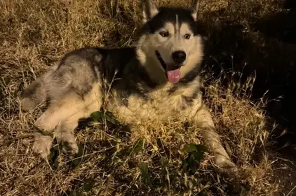 Найденные животные Краснодар, фото: Собака найдена: ул. Пустовойта, 10, Краснодар