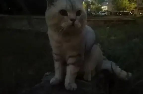 Кошка найдена: ул. Воинов-Интернационалистов, 25