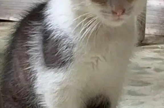 Пропала кошка, ул. 21-й Армии, 48А