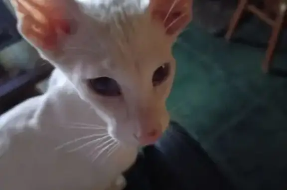 Пропала кошка, ул. 1 Мая, 22, Краснодар