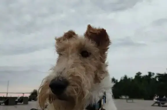 Собаки потеряшки, Ленинградская область, фото: Потеряшка собака, Ольшаники, Ленобласть