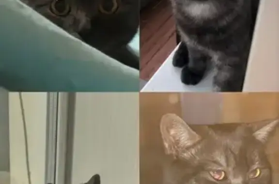 Кошки потеряшки, Завитинск, фото: Потеряшка кошка, Красноармейская 3, Завитинск