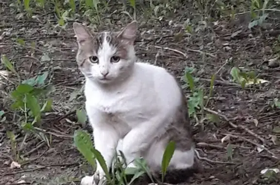 Кошка найдена: Коптевский бул. 16 к2, Москва