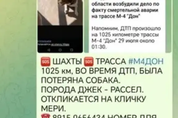Пропала собака, Красюковское с/п, Шахты