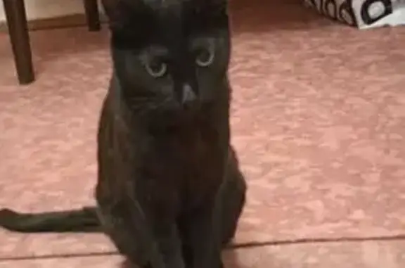 Кошки потеряшки, Лакинск, фото: Потеряшка кошка Черри, ул. Свердлова, Лакинск