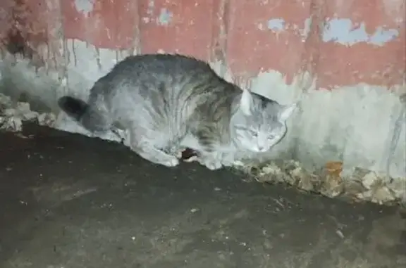 Найдена кошка, Челябинск, фото: Кошка найдена: Молодогвардейцев 66А, Челябинск