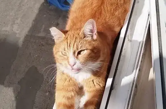 Кошки потеряшки, Посёлок имени Морозова, фото: Потеряшка кошка, ул. Мира, 2, пос. Морозова