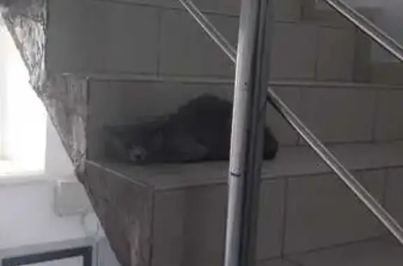 Серая кошка найдена: Путейский тупик, 4 с4