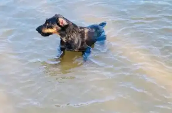 Найдена собака, Московская область, фото: Собака найдена, МО