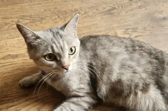 Найдена кошка, Ставрополь, фото: Кошка найдена: пр. Кулакова 18, Ставрополь