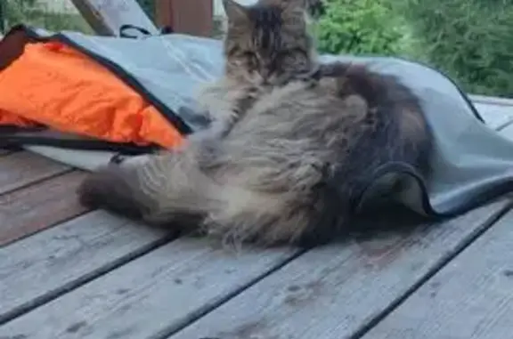 Кошки потеряшки, Приморское, фото: Потеряшка кошка, Приморское, Ленобласть