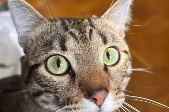 Кошки потеряшки, Москва, фото: Потеряшка кошка, Соловьиный проезд 16к1