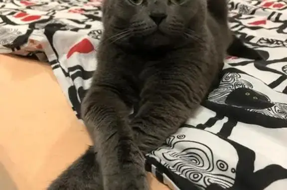 Кошки потеряшки, Агалатовское сельское поселение, фото: Потеряшка серая кошка, р. Мураторка, Агалатово