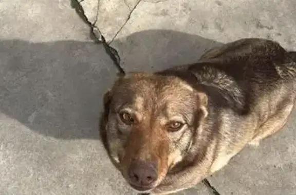 Пропала собака, ул. Канищева, Дорожный