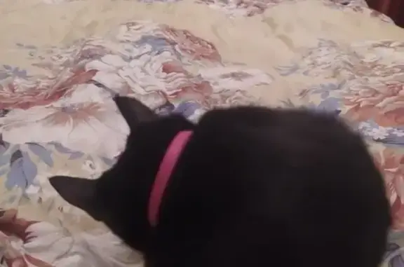 Кошка найдена: Дмитровский пер., 4, СПб