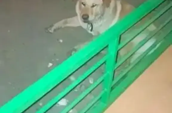 Найдена собака, Орехово-Зуево, фото: Собака найдена: Володарского, Орехово-Зуево