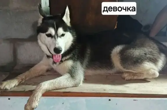 Хаски найдена в Касимове, Рязанская обл.